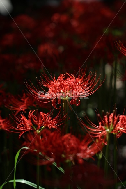 꽃무릇,독무릇,석산,꽃,식물,불갑사,선운사,상사화,식물,자연,plants,nature,꽃,flower
