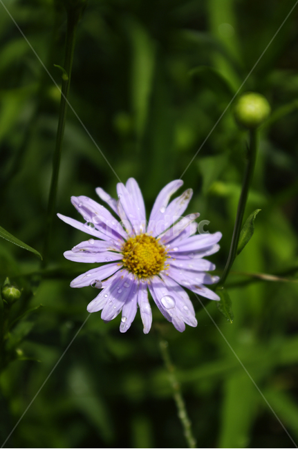 꽃,flower,식물,plant,벌개미취,식물,자연,plants,nature,꽃,flower