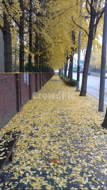 낙옆,거리,노란거리,은행잎,은행나무,가을,계절,fall,autumn,season