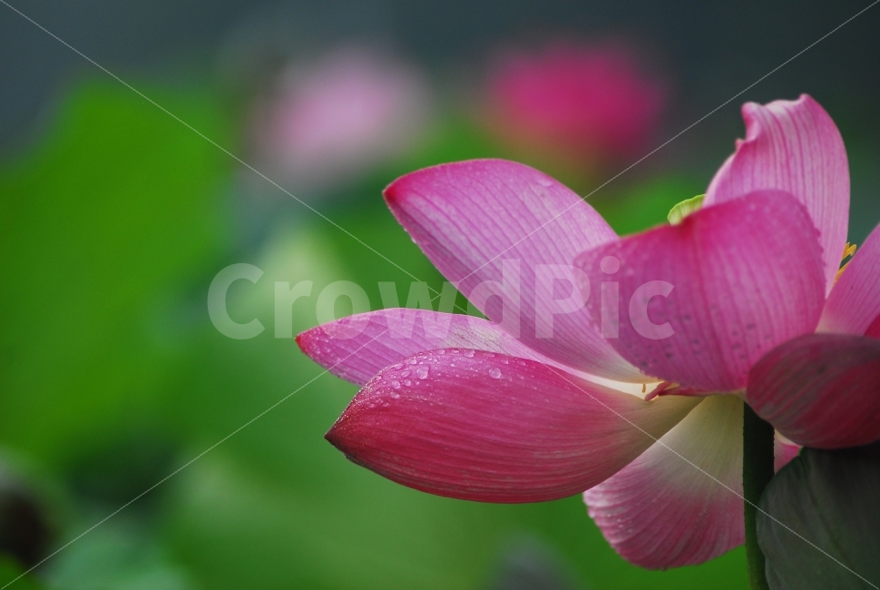 연꽃,꽃,분홍연꽃,불교,자연,수생식물,식물,자연,plants,nature,꽃,flower