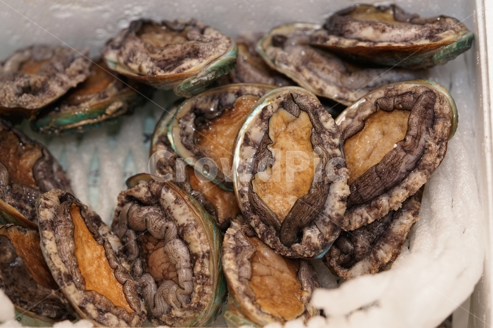전복,해산물,먹거리,안주,술안주,생물,먹방,해물,씨푸드,바다,음식,seafood,푸드,안주거리,회,전복회,안주꺼리,소주안주,음식,식재료,요리,food,cook,meal,dishes,food reserves,수산물,해산물,fishery products,seafood