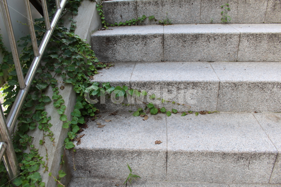 계단,식물,넝쿨식물,handrail,난간