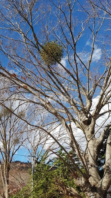 자연,식물,풍경,나무,겨우살이,식물,자연,plants,nature,나무,trees,wood