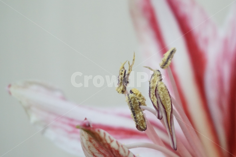난,꽃,식물,flower,plant,nature,자연,식물,자연,plants,nature,꽃,flower