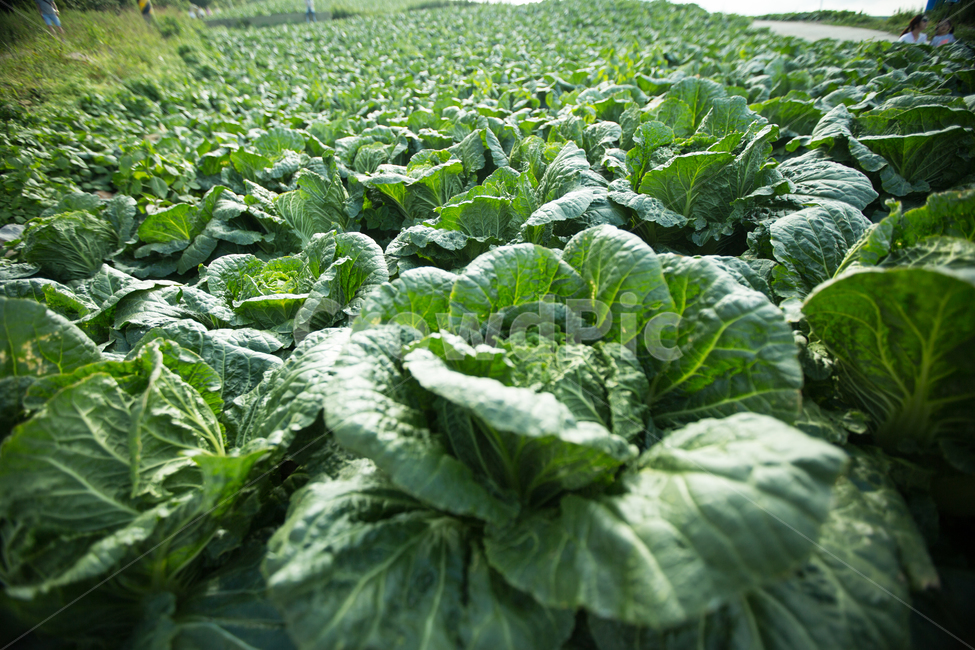 풍경,자연,하늘,배경,배추,밭,배추밭,식물,자연,plants,nature