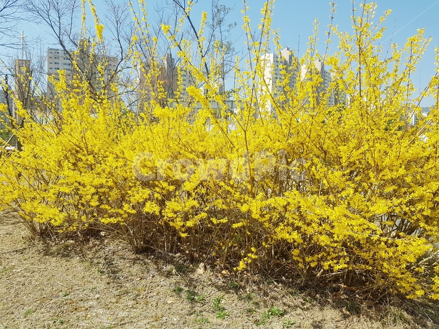 개나리,노랑색,꽃,아파트,봄,바람,살랑살랑,활기찬,4월,봄,계절,spring,season,식물,자연,plants,nature,꽃,flower,plant