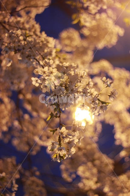 봄,벚꽃,가로등,밤하늘,꽃,봄,계절,spring,season,야경,밤,풍경,nightscape,night,landscape,light,빛,flare,플레어,plant,식물