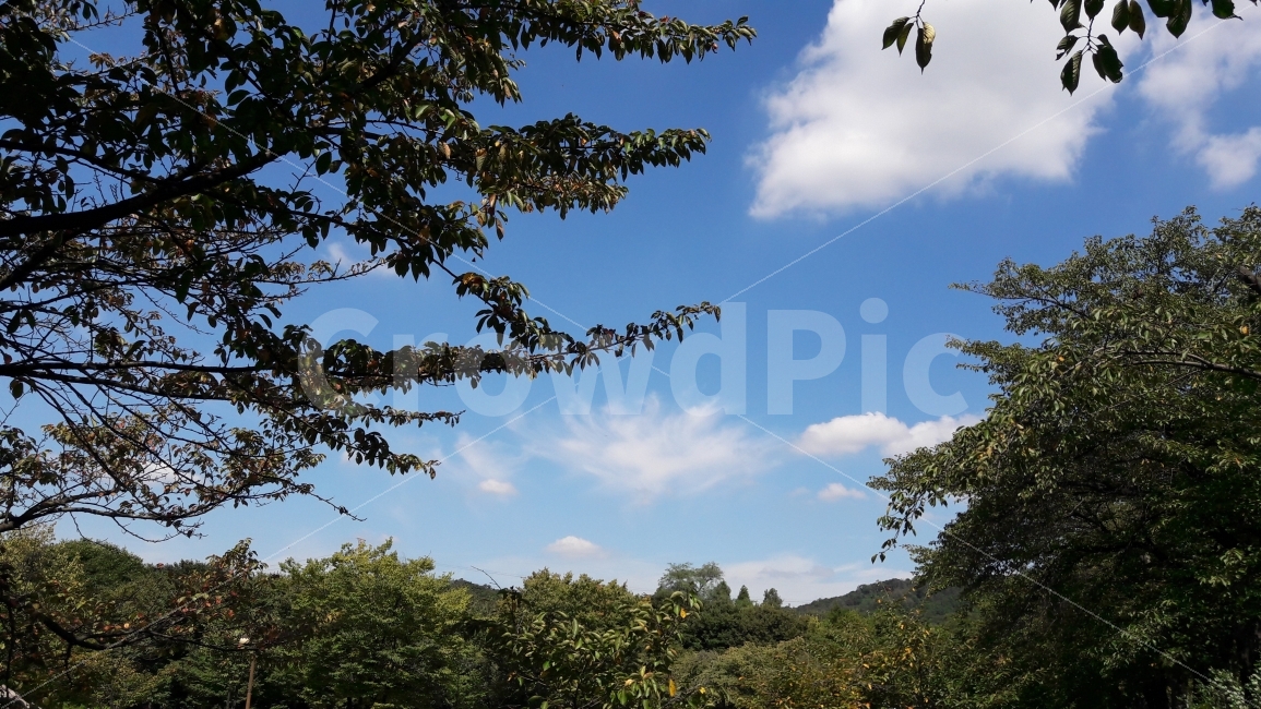 나무,하늘,구름,인천대공원,더위,자연,풍경,nature,landscape,한국자연풍경,한국자연경관,korea nature landscape,tree,plant,식물