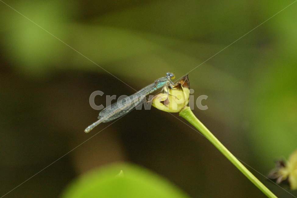 잠자리,dragonfly,곤충,insect,macro,fly,nature,green,bug,leaf,wings,closeup,animal,wildlife,damselfly,closeup,fauna,eyes,blue,summer,detail,insects,grass,garden,wing,wild,close,동물,animal,곤충,벌레,insect,bug