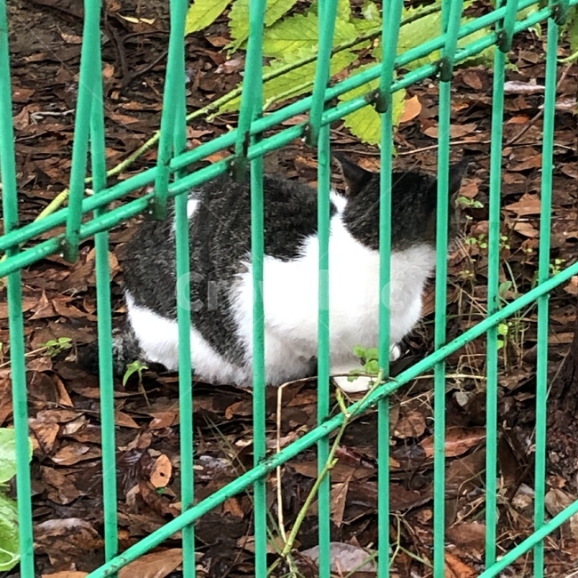 고양이,길고양이,자연,풀,깨끗한,앉아있는,동물,animal,포유류,mammal,고양이,cat,kitten,kitty