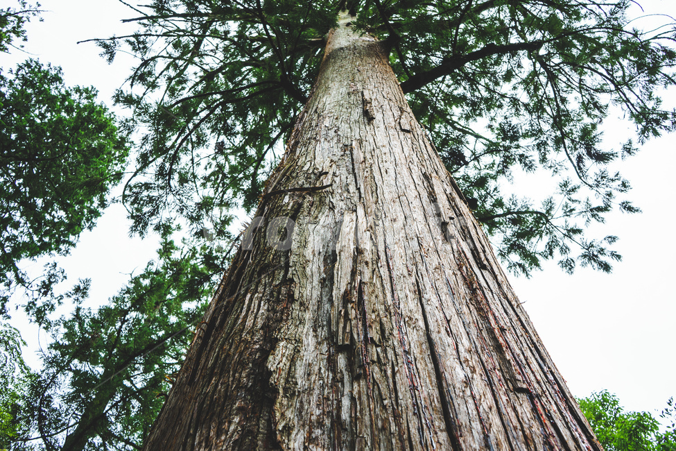 나무,줄기,자연,거친표면,웅장함,tree,trunk,nature