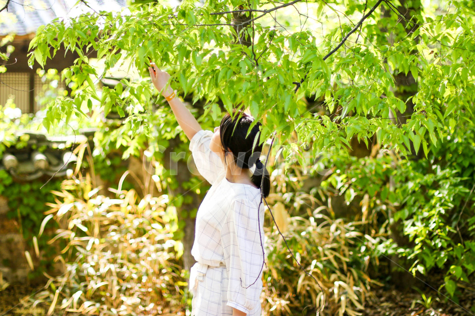 민속촌,여름,숲,나무,산책,자연,자연,풍경,nature,landscape,사람,인물,인간,human,person,여성,여자,woman,female,lady,tree,plant,식물,vegetation,초목,leaf,잎