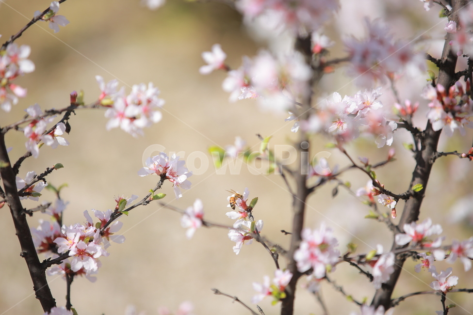 벚꽃,봄,새싹,cherryblossom,하늘,꽃,캐논,5dmark3,봄,계절,spring,season,식물,자연,plants,nature,꽃,flower,plant,blossom