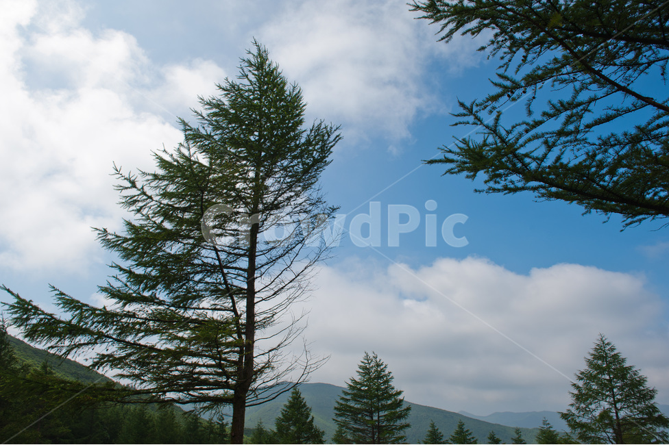 nature,cool,tree,sight,windy day