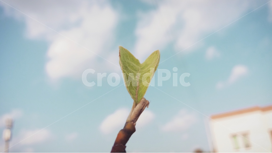 나무,하늘,나뭇잎,감성,감성사진,하늘색,구름,하트,sky,heart,tree,식물,자연,plants,nature,감성,sensible,feeling