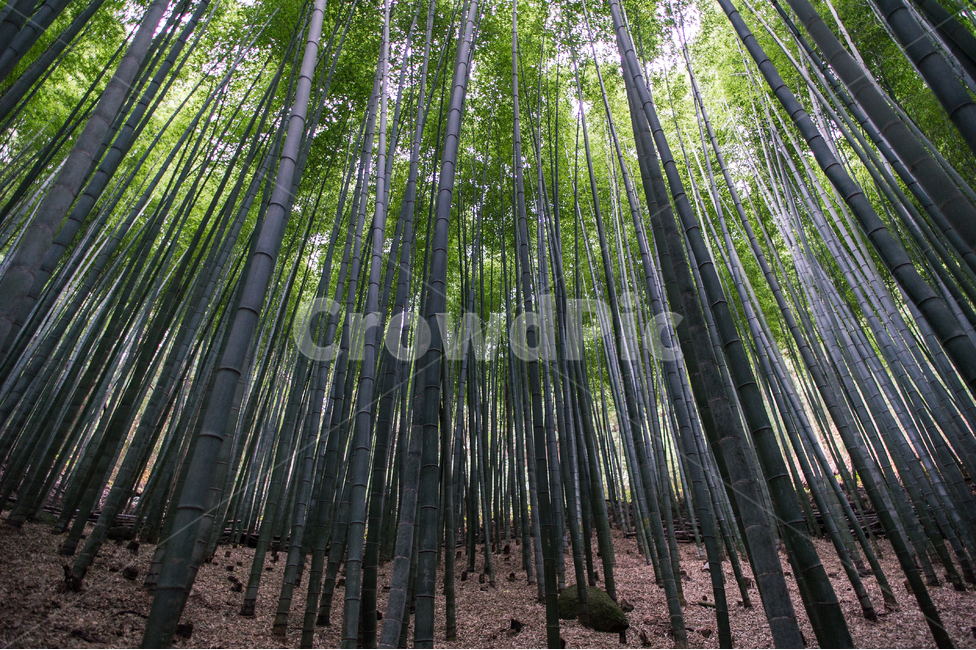 보성,전라남도,대나무,한국이미지,대나무숲,bamboo,nature,자연,자연,풍경,nature,landscape,식물,plants,나무,trees,wood,plant