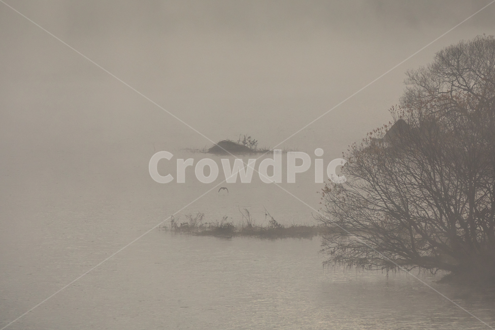 물안개,합천물안개,황강물안개,안개,풍경,황강,강,landscape,자연,풍경,nature,landscape,식물,plants,나무,trees,wood,outdoors,옥외,weather,날씨