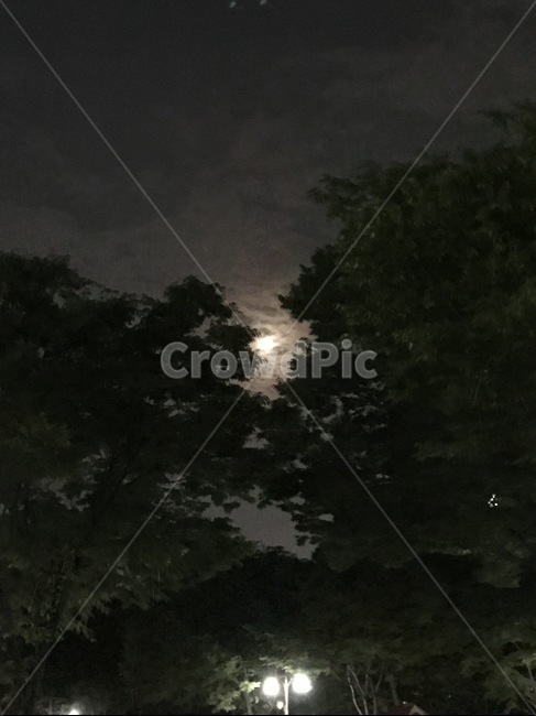 밤하늘,달빛,저녁,하늘,보름달,나무,sky,night