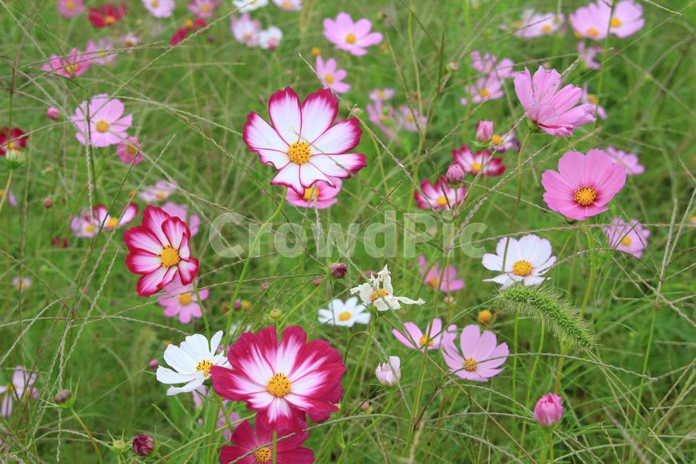 강변,꽃,가을,코스모스,공원,가을,계절,fall,autumn,season,식물,자연,plants,nature,꽃,flower,plant,blossom,petal,꽃잎
