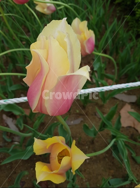꽃,튤립,파스텔,공원,blossom,식물,자연,plants,nature