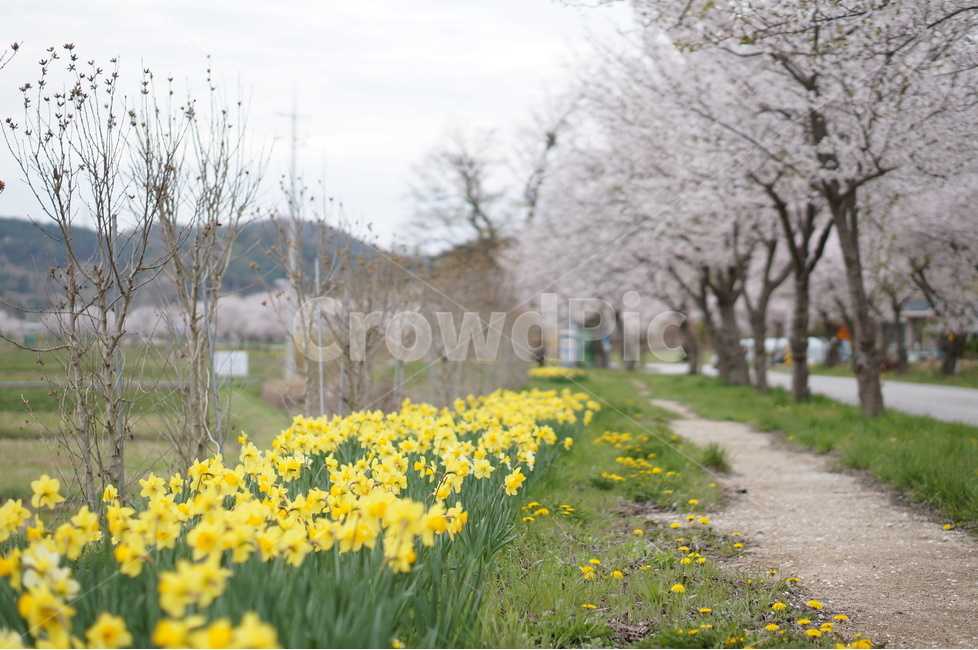 수선화,벚꽃,노랑,봄,초록,흐림,풍경,봄,계절,spring,season,자연,풍경,nature,landscape,한국자연풍경,한국자연경관,korea nature landscape,식물,plants,꽃,flower,grassland,목초지,outdoors,옥외,field,들,plant
