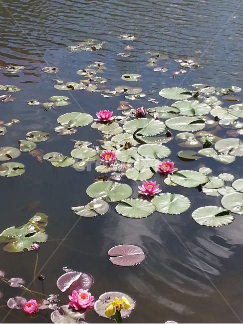 수련,연꽃,꽃,연못,waterlily,lotus,pond,flower,물결,wave,평화로운,peaceful,잔잔한,고요한,정적인,tranquil,써클,circle,식물,plants,잎,초록잎,leaf,연두색,녹색,초록색,lightgreen,green,자연,nature