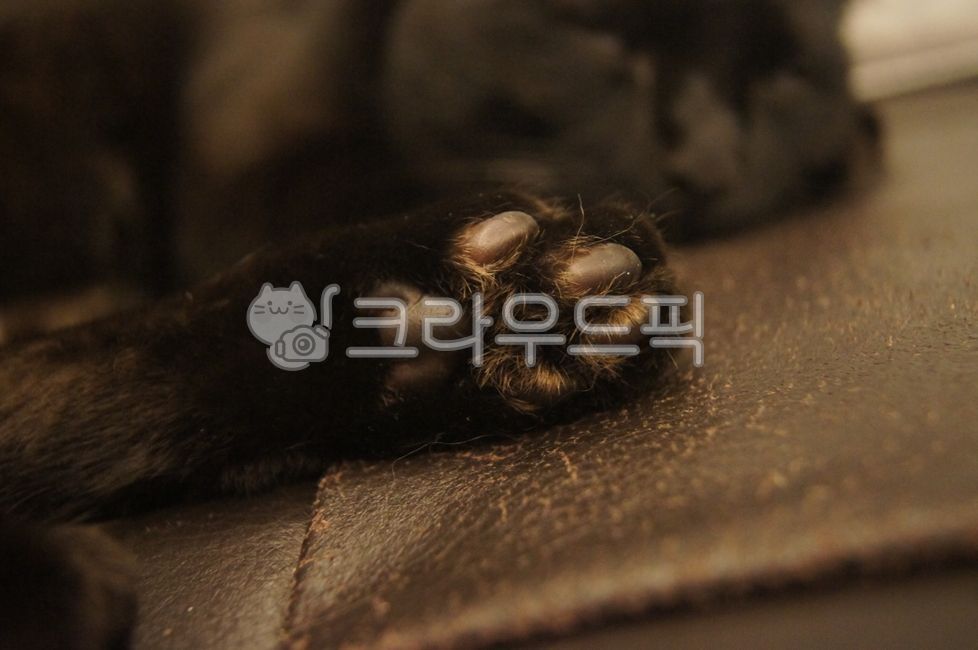 cat,pet,animal,cute,black cat,pet,cat paw,cat jelly,fluffy,soft,cat jelly,sole,cat paw,close-up,closeup,kitty,blackcat,adorable,foot