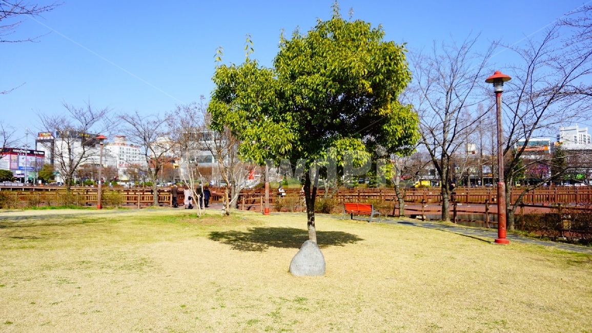 나무,봄,공원,호수공원,나들이,봄나들이,도시,풍경,city,landscape,한국도시풍경,한국도시경관,korea cityscape,식물,자연,plants,nature,나무,trees,wood,plant,grass,잔디,outdoors,옥외