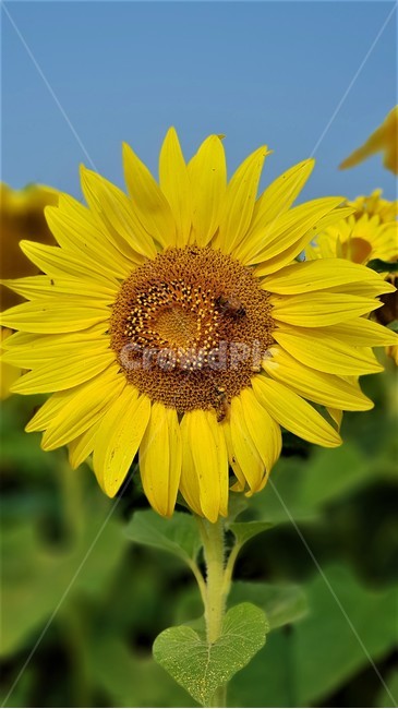 해바라기,꽃,식물,자연,아름다움,태양,sun,가을,여름,계절,plants,season,nature,summer,sunflower