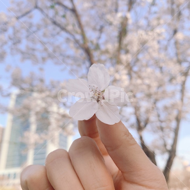 봄,벚꽃,봄꽃,나들이,소풍