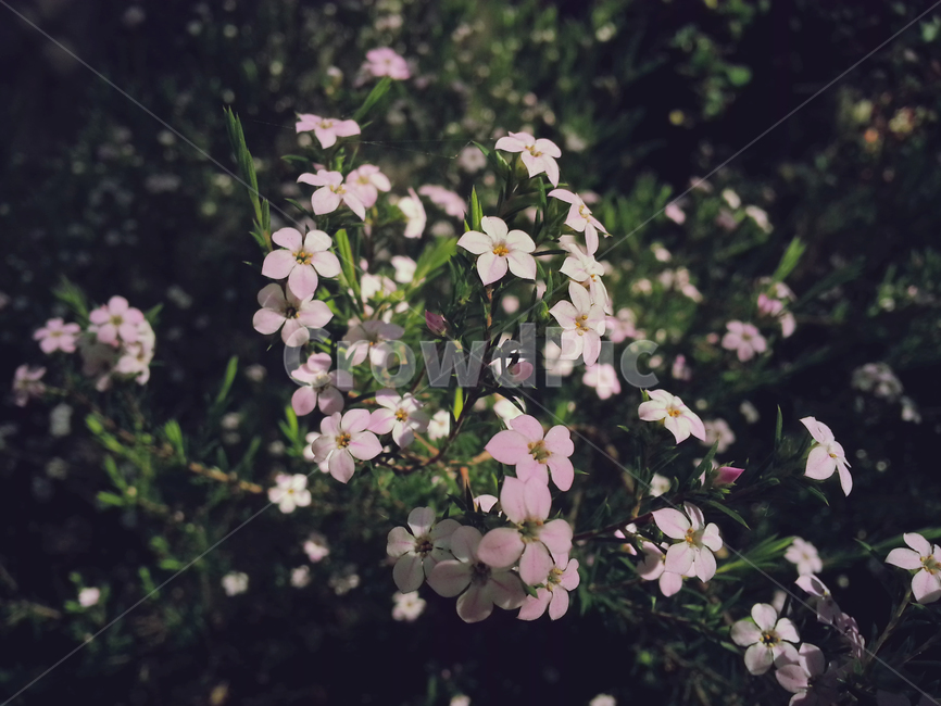 꽃,들꽃,식물,잡초,flower