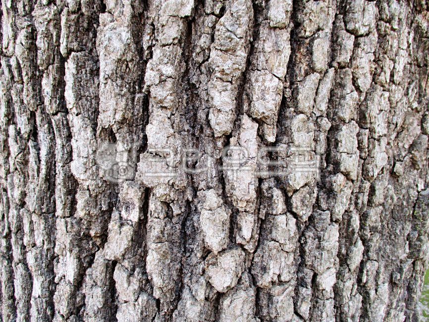 나무,나무줄기,텍스처,질감,패턴,빈티지,배경,백그라운드,wood,treetrunk,texture,pattern,vintage,background