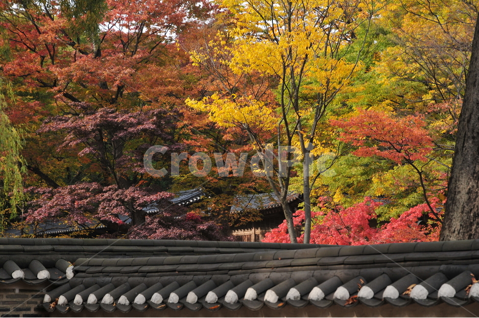 창덕궁,고궁,후원,단풍,가을,담장,자연,풍경,nature,landscape,한국자연풍경,한국자연경관,korea nature landscape,한국전통,한국문화,korean traditional,korean culture,plant,식물,tree,나무,maple