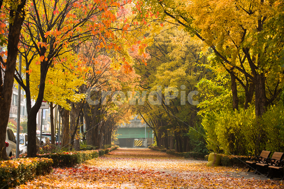 단풍,가을,낙옆,늦가을,가을느낌,가을,계절,fall,autumn,season
