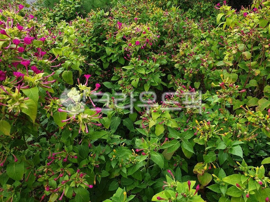 green background,green leaves,background,vegetation,acanthaceae,thorn tree,nature background,flower