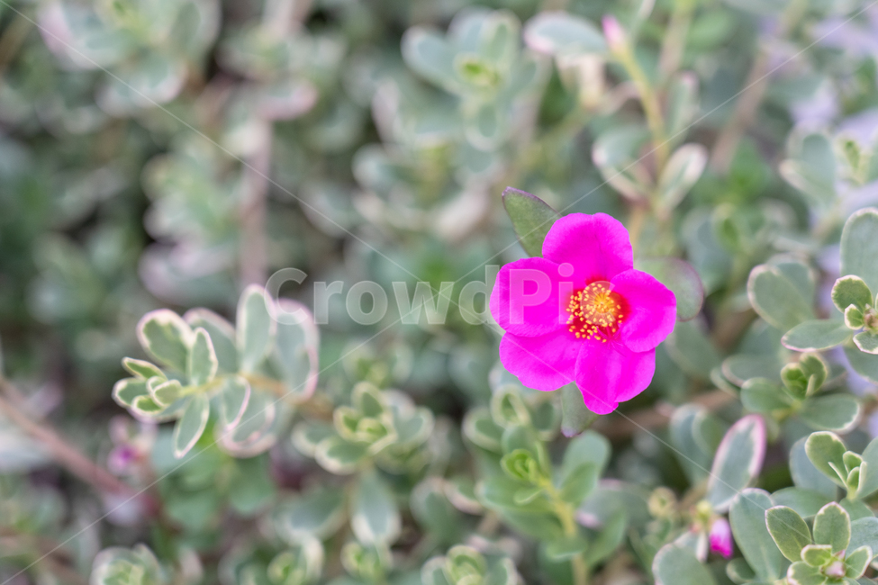 식물,botanical,자연,plant,nature