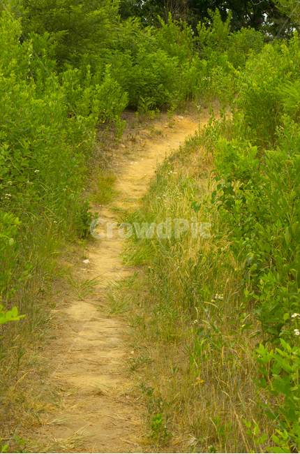 산길,산책,풀,수풀,초목,나무,scene,view,feeling,emotion,nature,landscape,season,풍경,감정,감성,자연,계절,뷰티,trail,path,way,road,forest,풍경사진,감성사진,정취