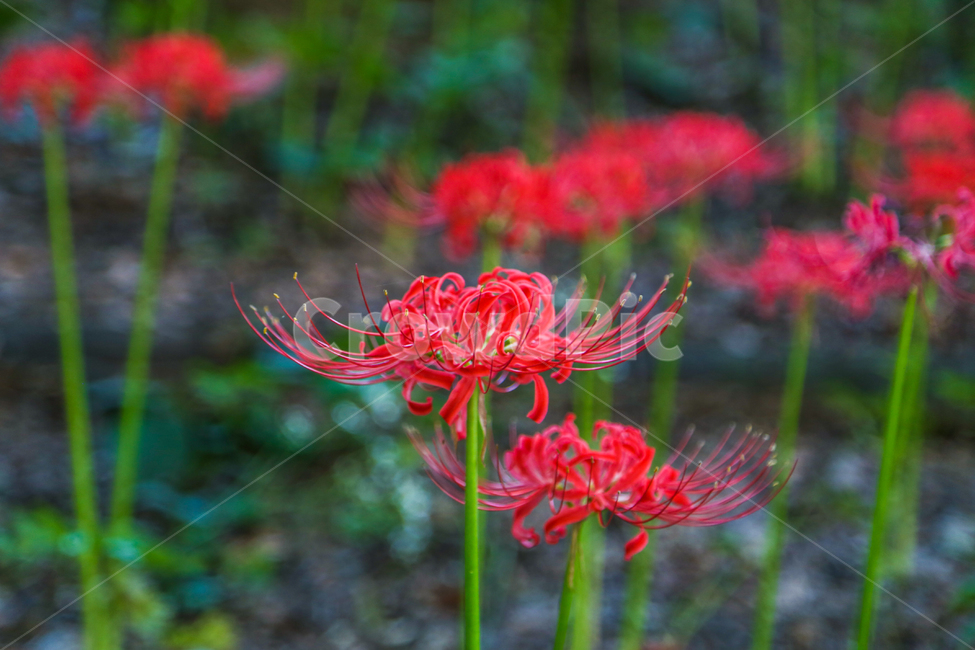 상사화,꽃무릇,꽃,자연,식물,나무,plant,tree,blossom,flower,nature,불갑사,꽃밭,landscape,red,식물,자연,plants,nature,꽃,flower