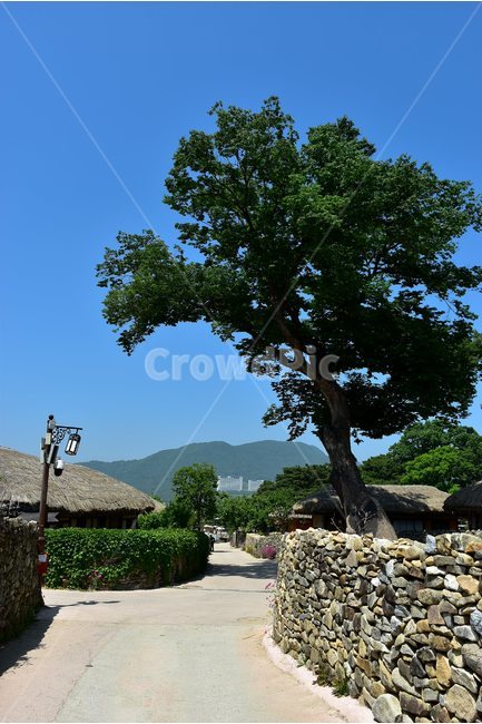 외암,민속,마을,풍경,힐링,landscape,돌담,느티나무,자연,풍경,nature,landscape,한국전통,한국문화,korean traditional,korean culture,tree,나무,plant,식물,tree trunk,나무 줄기