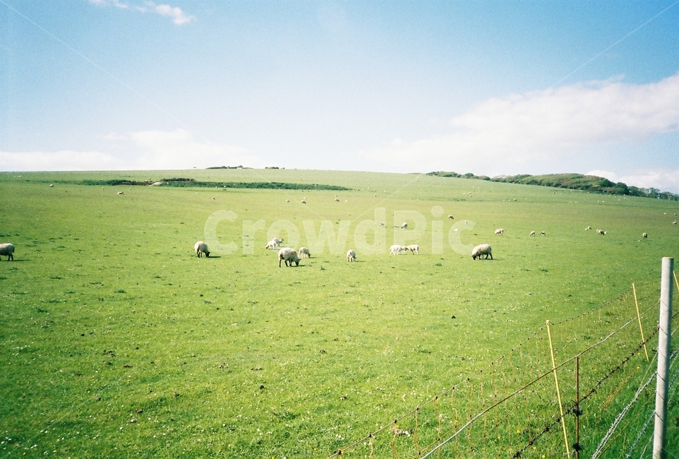 초원,자연,풍경,양,들판,산업,industry,industrial,목축업,목장,livestock farming,ranching,pasture