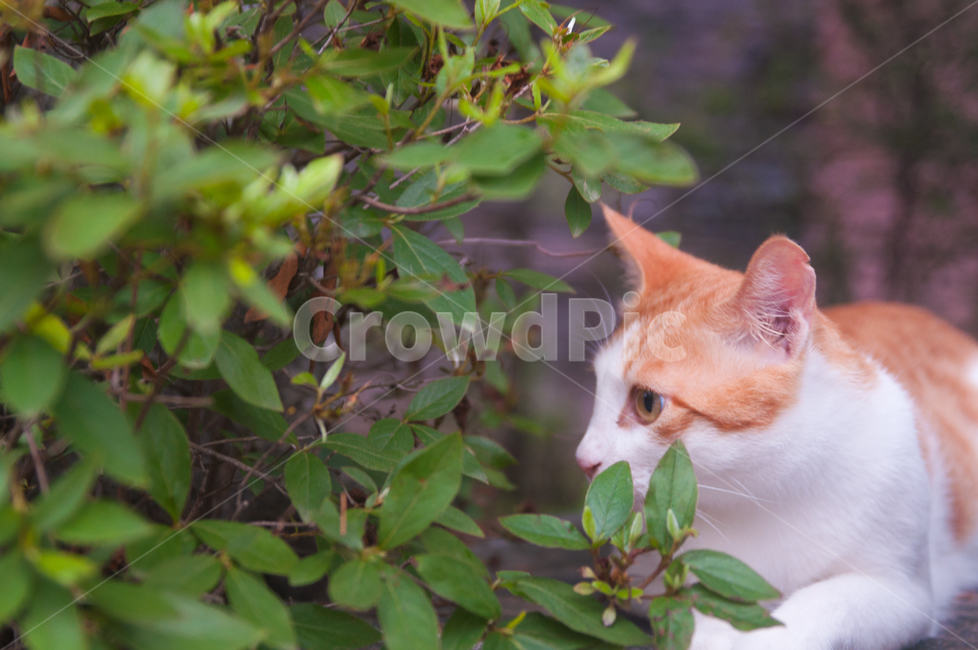 고양이,동물,길고양이,코리안숏헤어,코숏,냐옹이,cat,anima,straycat,koreanshorthair,동물,animal,포유류,mammal,고양이,cat,kitten,kitty