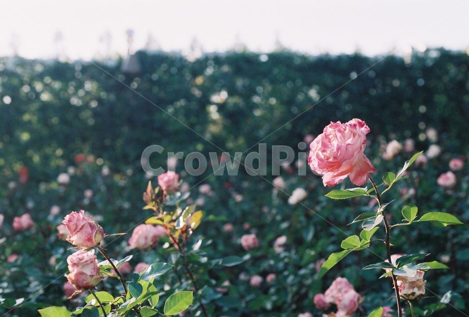장미정원,장미,꽃,감성사진,필름사진,NikonEM,식물,자연,plants,nature,꽃,flower,감성,sensible,feeling