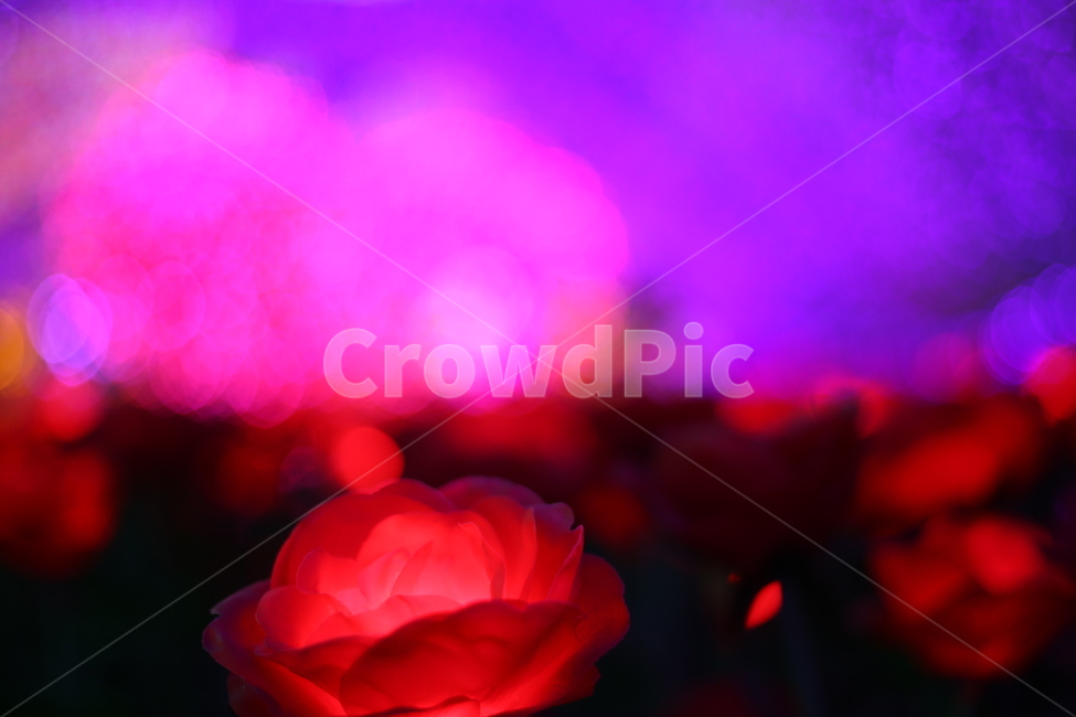장미,꽃,야경,조명,식물,조화,바탕화면,야경,밤,풍경,nightscape,night,landscape,plant,rose,flower,blossom,petal,꽃잎