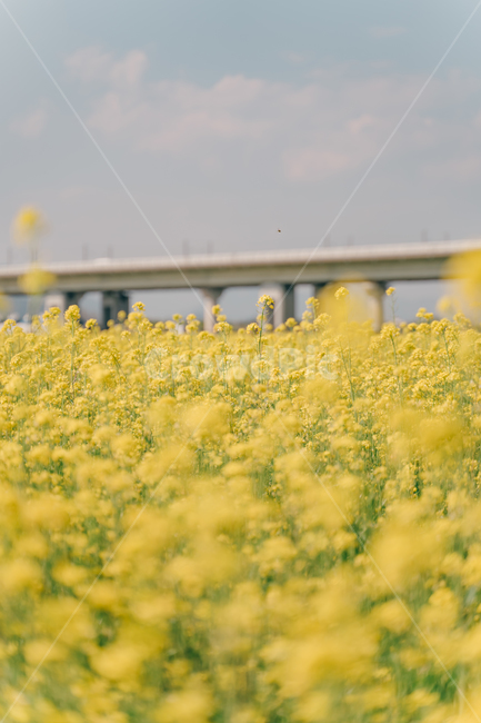 유채,유채꽃,blossom,감성사진,봄,봄,계절,spring,season,식물,자연,plants,nature,꽃,flower