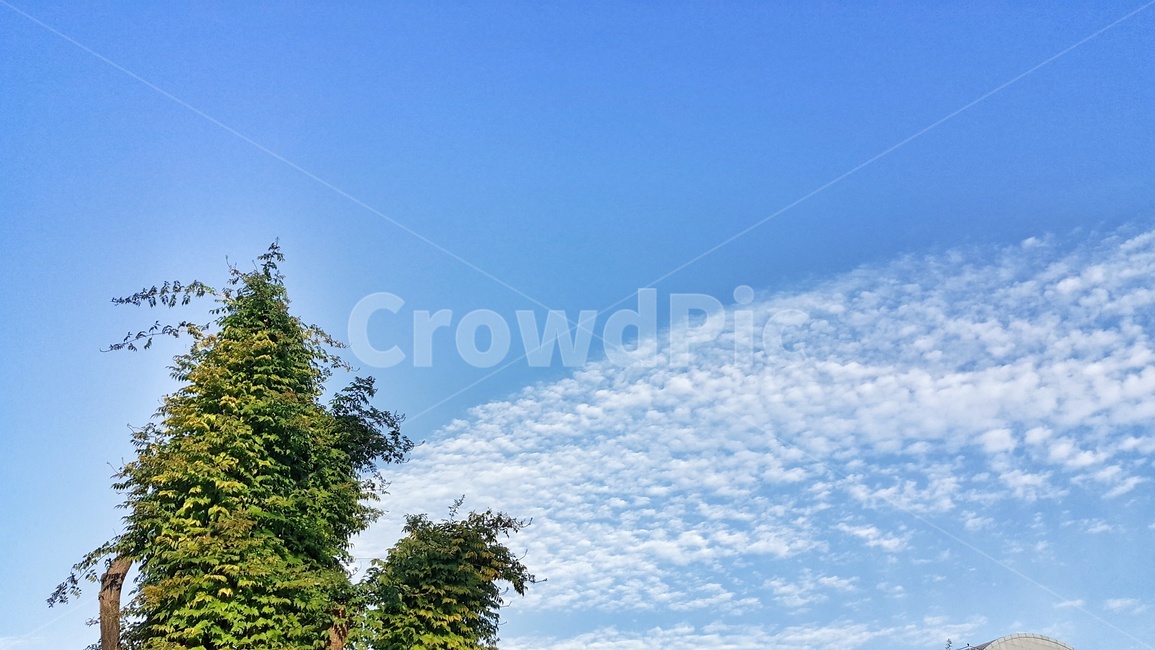 하늘,파랑,파란하늘,맑음,구름,흰색,나무,녹색,풍경,자연,nature,landscape,torrka,색감,cloud,sky,푸른하늘,색상,colorsense