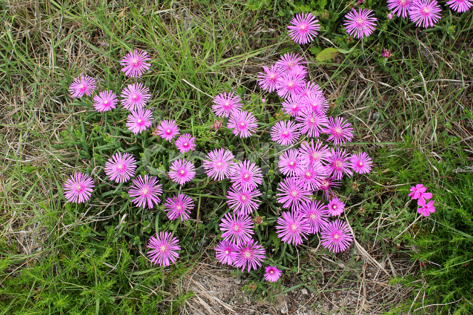 colorful,flower,garden,green,natural,nature,pink,plant,purple,violet,꽃,생화,식물,그린,녹색,정원,공원,핑크,분홍색,퍼플,보라색,자연,탑앵글,탑뷰,풀,꽃잔디,잔디,잔디밭,플라워,송엽국,식물,자연,plants,nature,꽃,flower