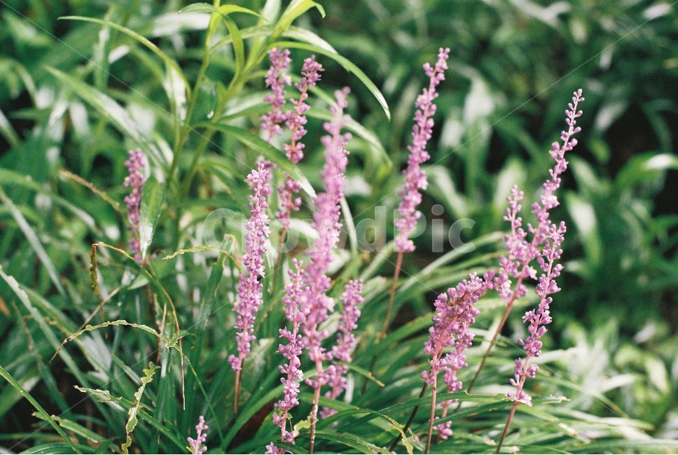 꽃,풀,숲,자연,필름사진,식물,자연,plants,nature,꽃,flower,감성,sensible,feeling