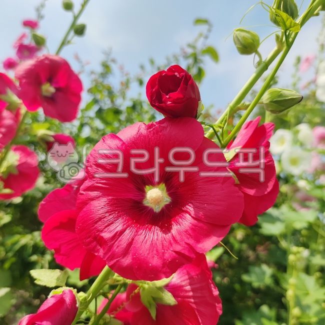 alcearosea,hollyhock,perennial,plant,Rose of Sharon,perennial plant,ornamental flower,red flower,flower