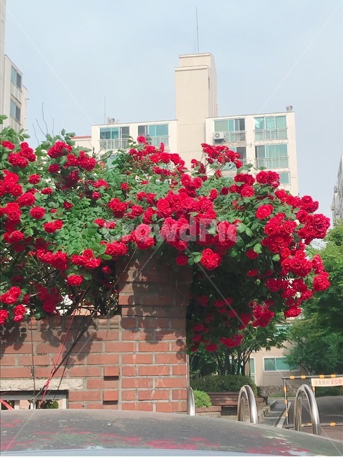 담벼락,장미,빨강,아파트,길가