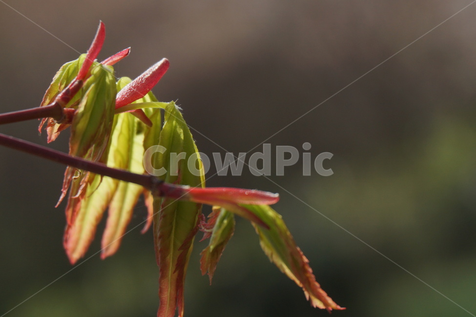 봄,4월,나뭇잎,새순,녹색,붉은색,봄,계절,spring,season,식물,자연,plants,nature,plant